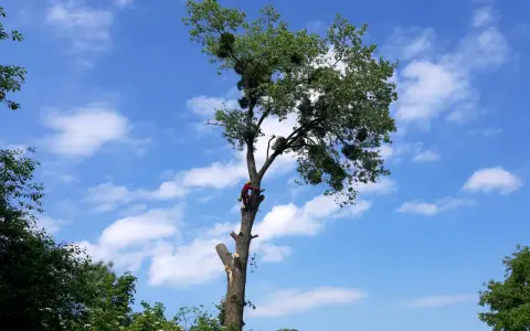Ile kosztuje wycinka drzewa na działce? Sprawdź ukryte koszty!