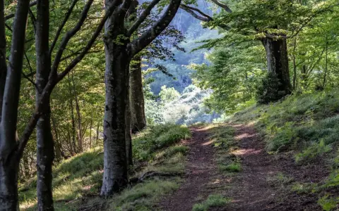 Sentiero nel bosco, tra alberi secolari e vegetazione lussureggiante. Un invito a esplorare cosa vedere in questo acquerino naturale.