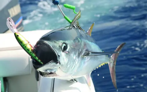 Un tonno record con un'esca in bocca, pronto per essere issato a bordo. La sua bocca spalancata mostra la potenza di questo pesce.