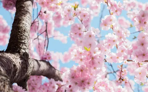 Ramas de cerezo en flor rosa, un símbolo de la primavera y la belleza efímera. El cielo azul de fondo realza el delicado significado de estas flores.