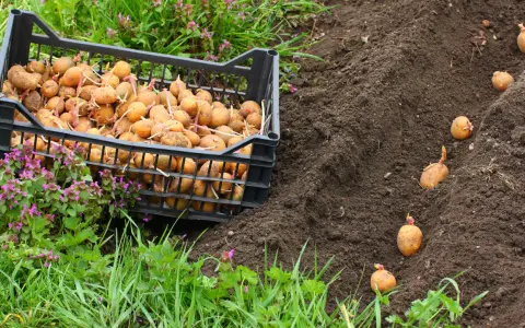 Plantation de pommes de terre précoces. Une caisse remplie de tubercules germés est posée près d'un sillon de terre où quelques pommes de terre sont déjà plantées.