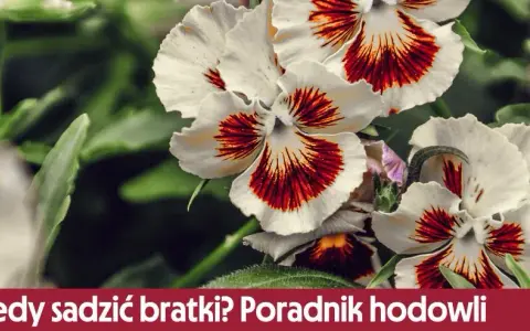 Jak sadzić bratki - proste kroki, aby uniknąć błędów w uprawie