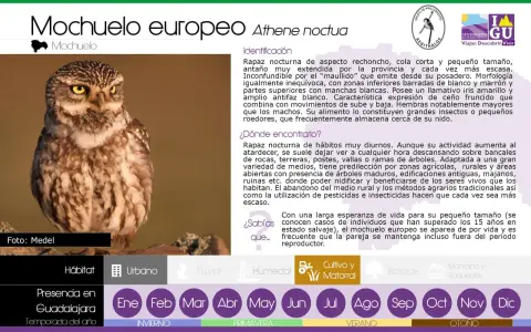Un mochuelo europeo, un ave rapaz nocturna de aspecto rechoncho, con iris amarillo y antifaz blanco.
