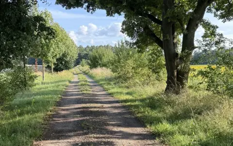 Ein sonniger Feldweg führt durch üppiges Grün. Der Weg erinnert an Psalm 16,11: "Du tust mir kund den Weg zum Leben.