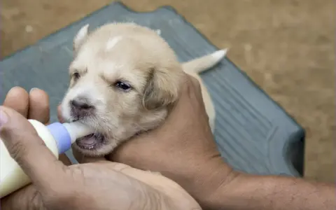 Un tierno cachorro recibe su biberón, un momento clave en la alimentación cachorros.