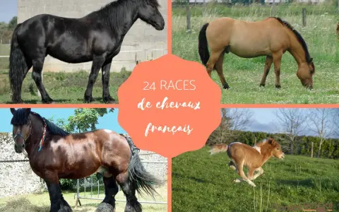 Quatre chevaux, dont un poulain, illustrent la diversité des races de chevaux français.