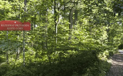 Rezerwat przyrody Kozie Góry: unikalne atrakcje i tajemnice natury