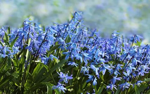 En matta av blå scilla blommor i full blom. De små, stjärnformade blommorna nickar i vinden och skapar en vacker vårscen.