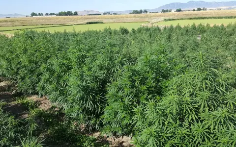 A field of lush green hemp plants under a clear blue sky. This image shows what hemp looks like growing, a versatile plant with many uses.