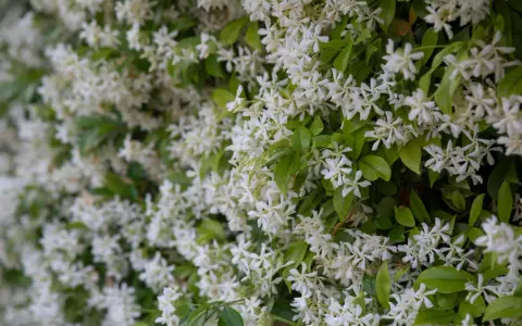 Fiche technique : le trachelospermum jasminoides, une profusion de petites fleurs blanches étoilées sur un feuillage vert luxuriant.