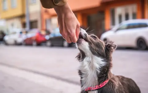 En hund med rosa halsband tar emot en godbit från en hand. Hunden verkar lära sig att gå fint i koppel.
