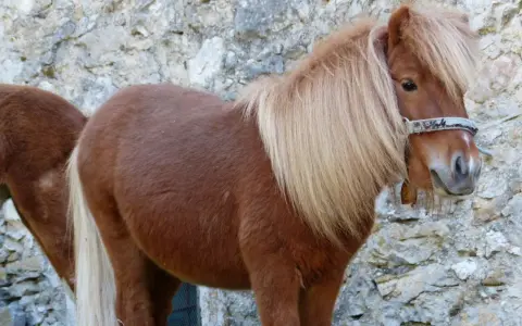 Zwei braune Shetlandponys vor einer Steinmauer. Sie sind robust und können alt werden, wie alt werden Shetlandponys?