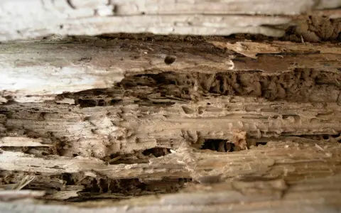 Bois rongé par les mites, montrant les tunnels creusés. Recherche d'un traitement naturel efficace contre ces nuisibles.