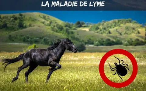 Cheval noir galopant dans un pré, avec un symbole de tique barrée. Attention à la maladie de Lyme cheval.