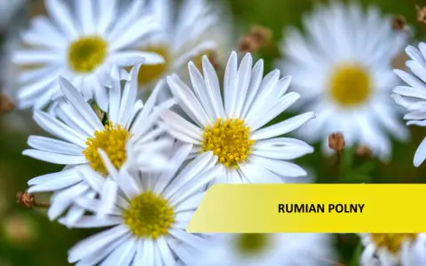 Rumian polny: Jak odróżnić chwast od zioła i skutecznie usunąć?