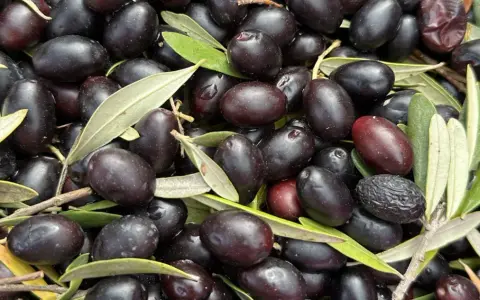 Un montón de aceitunas negras y hojas verdes. ¡Aceituna y oliva es lo mismo!