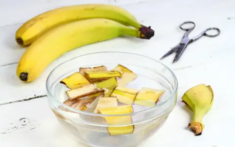 Kawałki skórek bananów w wodzie, przygotowywane jako nawóz z banana. Obok leżą banany i nożyczki.