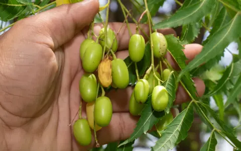 Mano sosteniendo racimos de frutos verdes de neem, de donde se extrae el aceite de neem.