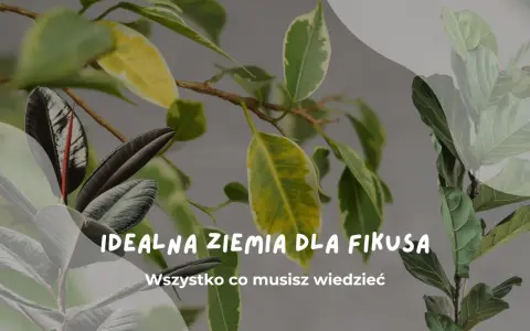 Idealna ziemia do fikusa: liście fikusów w różnych odcieniach zieleni i żółci, z tekstem "Idealna ziemia dla fikusa".
