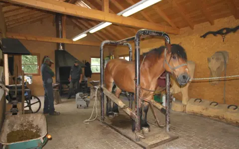 Un cheval de trait brun est dans un box de contention, prêt pour le parage. Des hommes travaillent dans l'atelier.