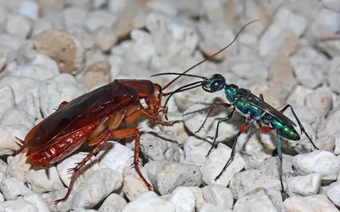 Una avispa cucaracha esmeralda, con su cuerpo iridiscente, se enfrenta a una cucaracha marrón sobre un lecho de guijarros.
