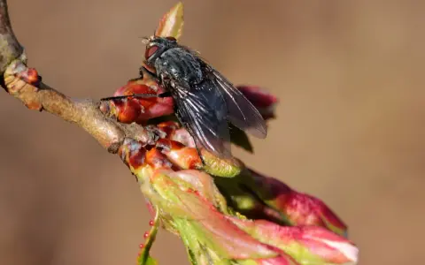 Mouche du cerisier sur un bourgeon. Traitement du sol au sulfate de fer pour lutter contre les parasites.