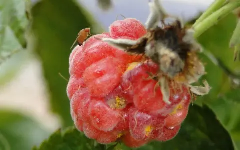 A spotted wing drosophila rests on a ripe raspberry, a tiny pest on a delicious berry.