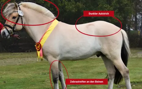 Ein Fjordpferd mit charakteristischer Mähne, dunklem Aalstrich und Zebramuster an den Beinen.