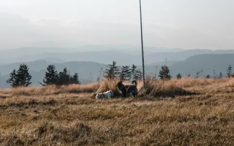 Dwa psy cieszą się wolnością na górskim szlaku. Idealne miejsce, gdzie w góry z psem.