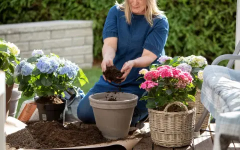 Kvinna planterar hortensia i kruka på altanen. Hon fyller krukan med jord från händerna.