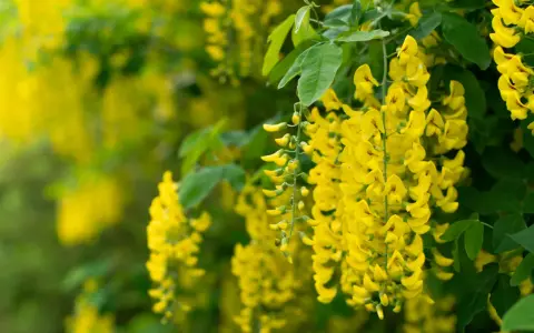 Grappes de fleurs jaunes vives, typiques du cytise, tombant en cascade sur un fond verdoyant.