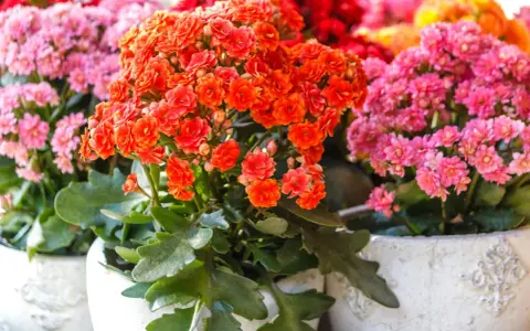 Bunte Kalanchoe-Blüten in Orange und Pink. Die richtige Kalanchoe Pflege sorgt für üppige Blütenpracht.