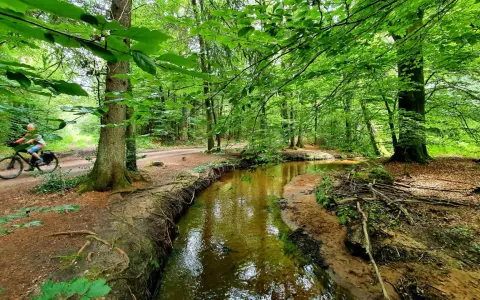 Ein Radfahrer fährt durch den sonnendurchfluteten holter wald, vorbei an einem Bach.