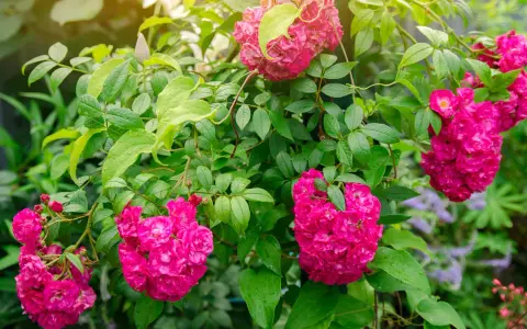 Des rosiers grimpants aux fleurs roses vives, parfaits pour apprendre comment planter un rosier. Un guide visuel pour un jardin fleuri.