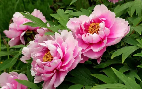 Vibrant pink tree peonies, scientifically known as Paeonia suffruticosa, bloom with ruffled petals and golden centers amidst lush green foliage.