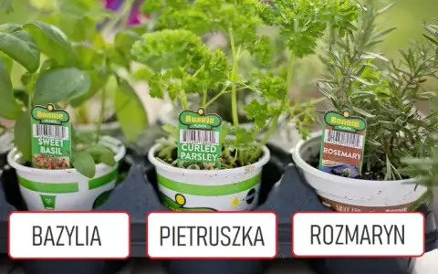 Co sadzić obok pietruszki, aby poprawić wzrost i uniknąć szkodników