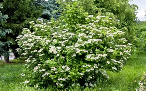 Ein üppiger Schneeballstrauch blüht im Garten. Die weißen Blütenstände ähneln kleinen Schneebällen, die man gerne schneiden würde, um sie zu arrangieren.
