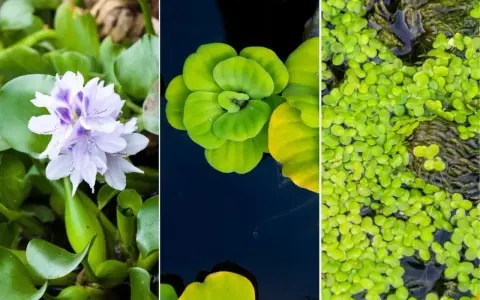 Tres tipos de plantas para estanques: jacinto de agua con flor lila, lechuga de agua verde y lenteja de agua cubriendo la superficie.