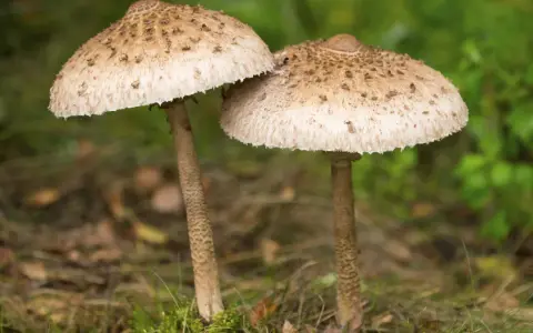 Dwa grzyby, czubajka kania i sinoblaszek trujący, stoją obok siebie na leśnym poszyciu.