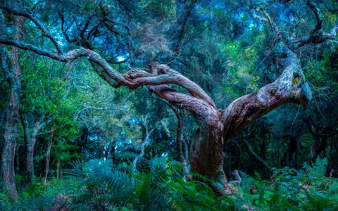 Verwunschener Feenwald auf Madeira. Uralte, verdrehte Bäume und üppige Farne in mystischem Licht.