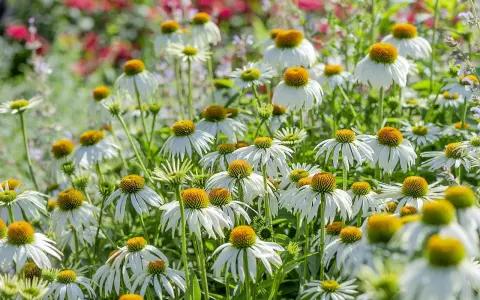 Champ de fleurs d'échinacées blanches aux cœurs orangés. Ces fleurs sont connues pour leurs nombreux échinacea bienfaits pour la santé.