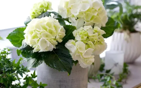 En bukett med vita hortensior i en grå kruka, med gröna blad och en slinga av murgröna. Liknar en primula obconica i sin fluffiga form.