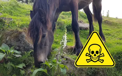 Ein Pferd frisst neben Fingerhut, ein Warnschild mit Totenkopf weist auf schleichende Vergiftung bei Pferden hin.