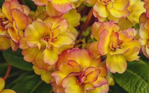 En grupp gula blommor med rosa kanter, som en pussmun blomma, i full blom.