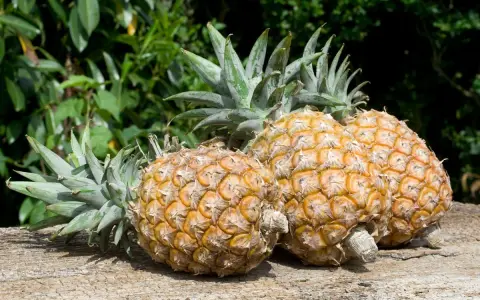 Trois ananas mûrs, prêts à être dégustés, sur un bois vieilli. L'image évoque le plaisir de faire pousser un ananas.