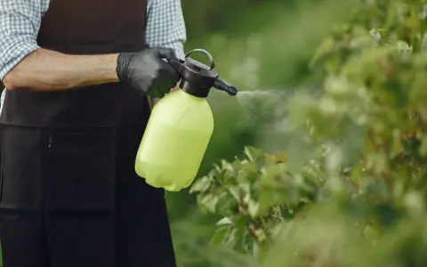Ogródnik w czarnej zapasce i rękawiczkach opryskuje krzewy. Zastanawia się, ile miedzianu na 10 litrów wody będzie najlepsze.
