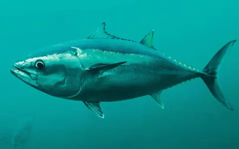 Ein majestätischer Thunfisch schwimmt im tiefblauen Ozean. Sein stromlinienförmiger Körper und die kräftige Schwanzflosse zeigen, wie schnell er ist.