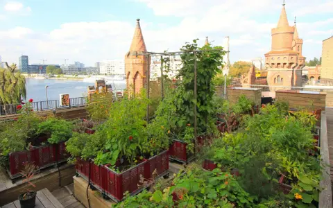 Üppiger urban gardening Berlin auf einem Dach mit Blick auf die Spree und historische Türme.