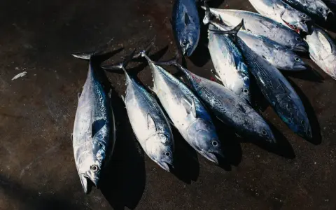 Un gruppo di tonni rossi mediterranei appena pescati, con le loro squame argentate che brillano sotto la luce.