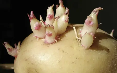 Une pomme de terre germée montre de jeunes pousses blanches et roses émergeant de ses yeux, prêtes à pousser.